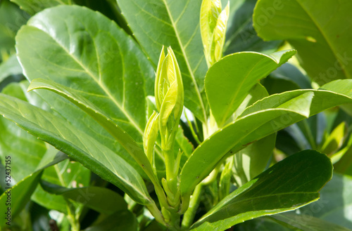 Laurel bush hedge growing in a spring garden