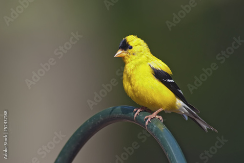 American Goldfinch Male © Michael Mill