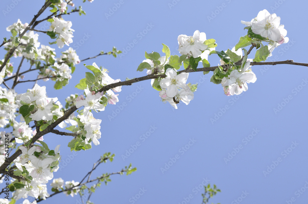Aple flower