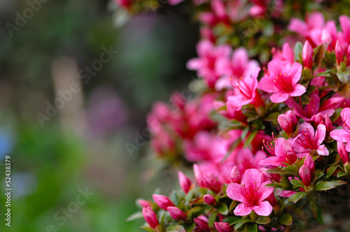 Azalea blooming pink and purple spring flowers. Gardening