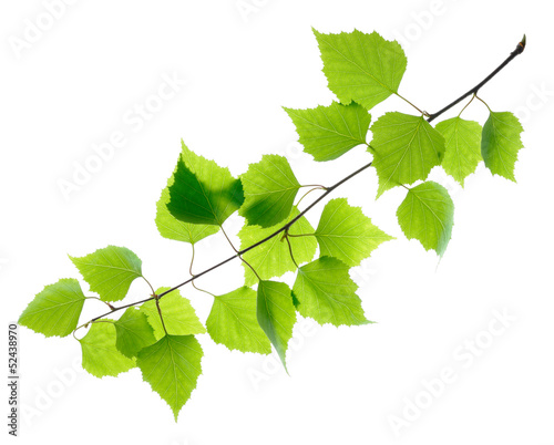 Green birch leaves isolated