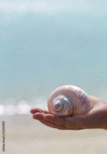 White seashell on palm with blue background