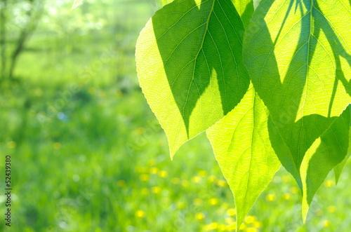 Green poplar leaves on defocused background