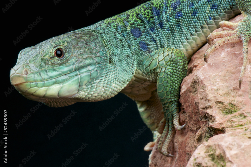 Fototapeta premium Ocellated lizard / Timon lepidus