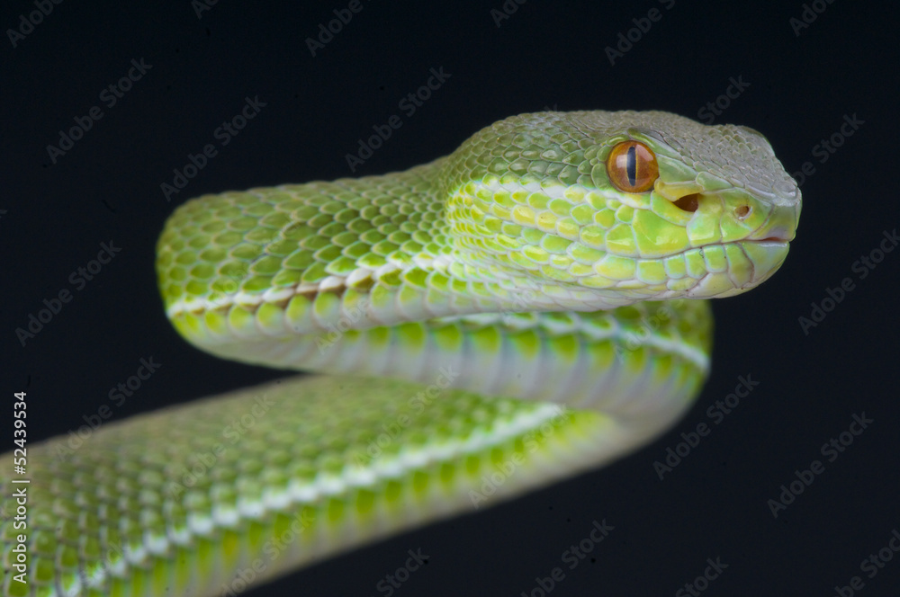 Fototapeta premium Chinese green tree viper / Trimeresurus stejnegeri