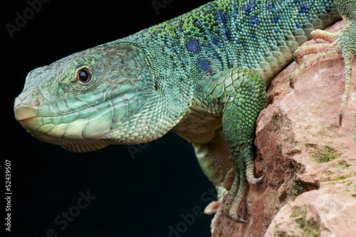 Ocellated lizard   Timon lepidus