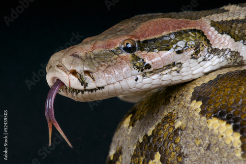 Indian rock python / Python molurus