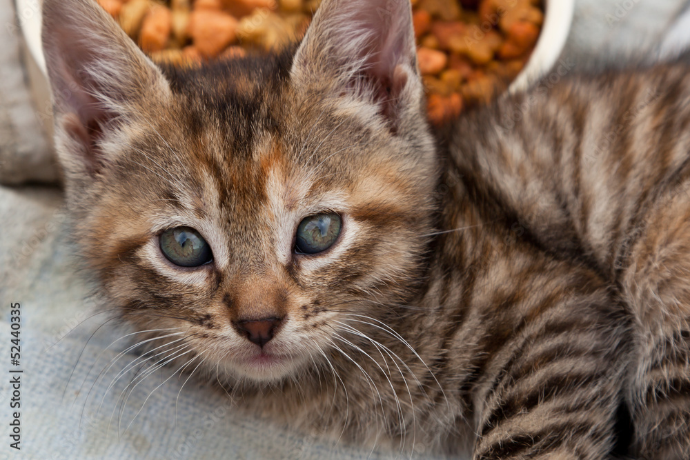 Kitten Close-Up