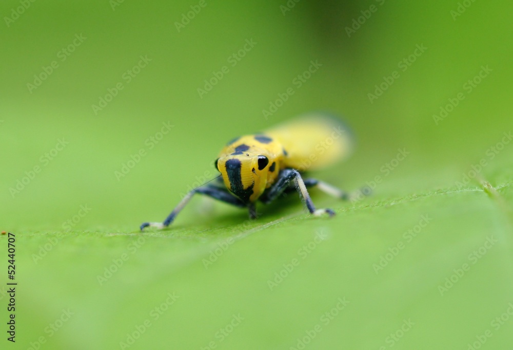 Naklejka premium ツマグロオオヨコバイ