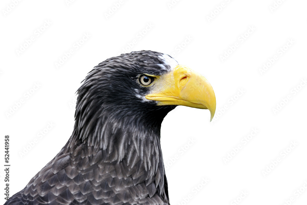 Obraz premium Bald Eagle