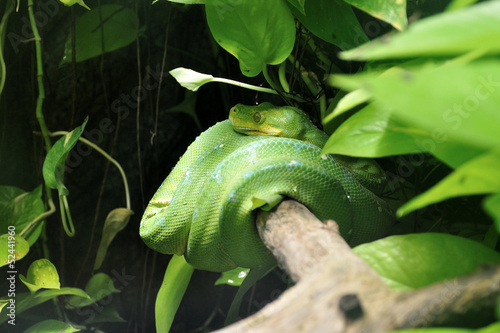 Green python curled around tree