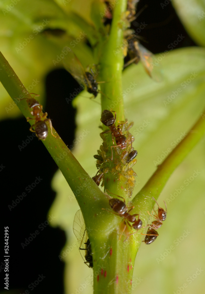 rote Gartenameisen melken Blattläuse Stock Photo | Adobe Stock