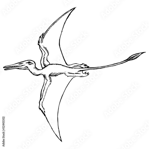 pterodactyl photo