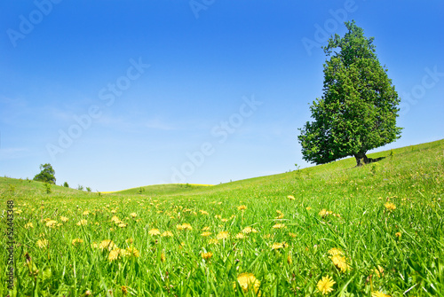 Fototapeta Naklejka Na Ścianę i Meble -  Pasture,trees,canola crops on the background of the blue sky