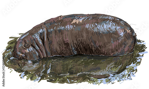 Hippopotamus