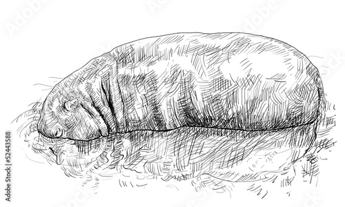 Hippopotamus
