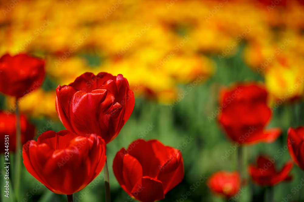 Rote und Gelbe Tulpen