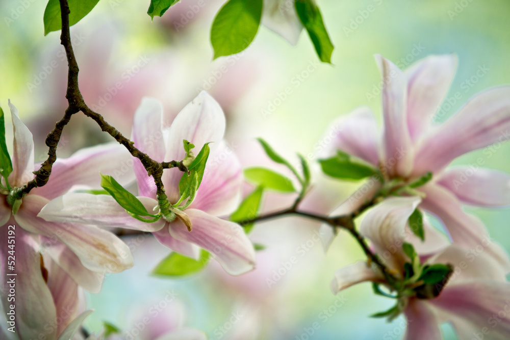 Naklejka premium Magnolien