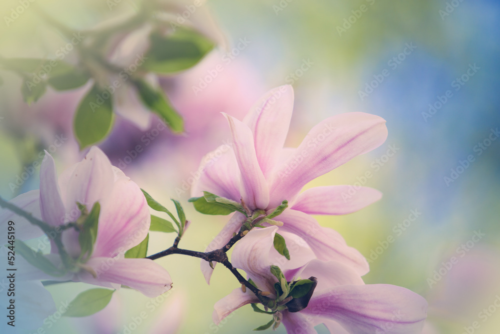 Naklejka premium Magnolien