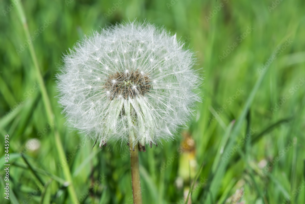 Fototapeta premium Blooming dandelion