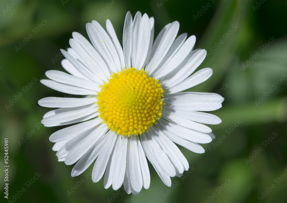 Obraz premium Spring flower daisies