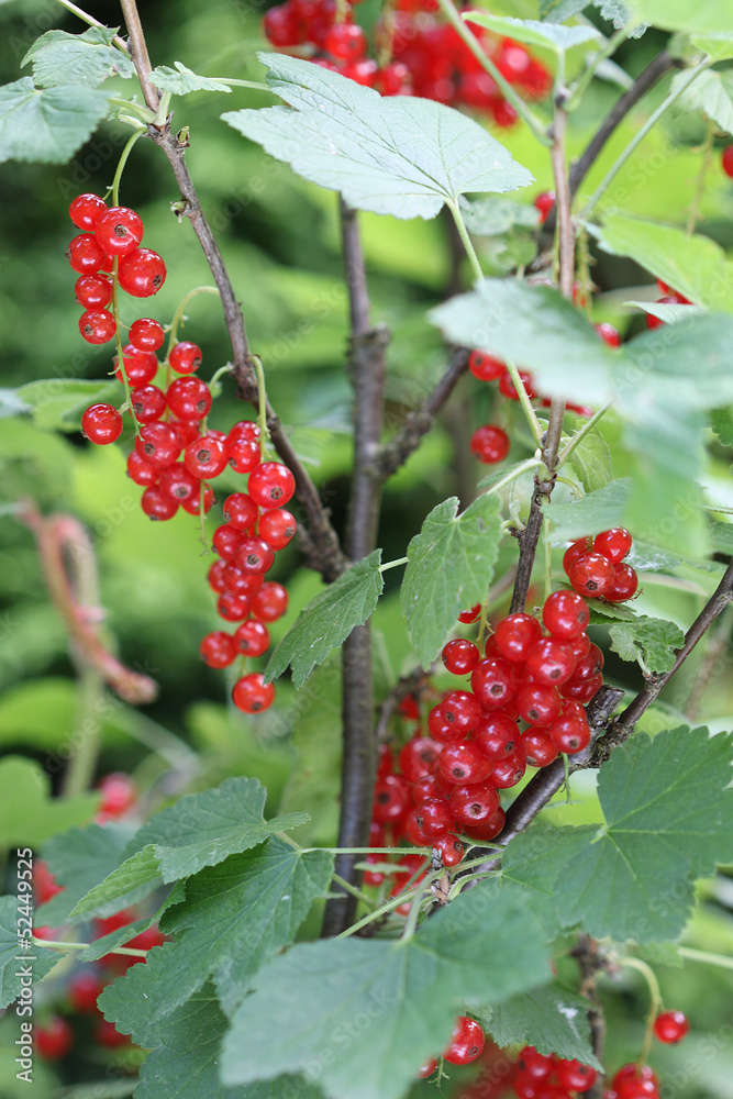 groseilles groseilles