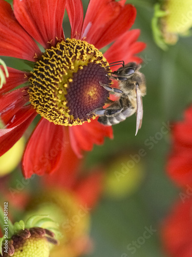 Bee on a red flower