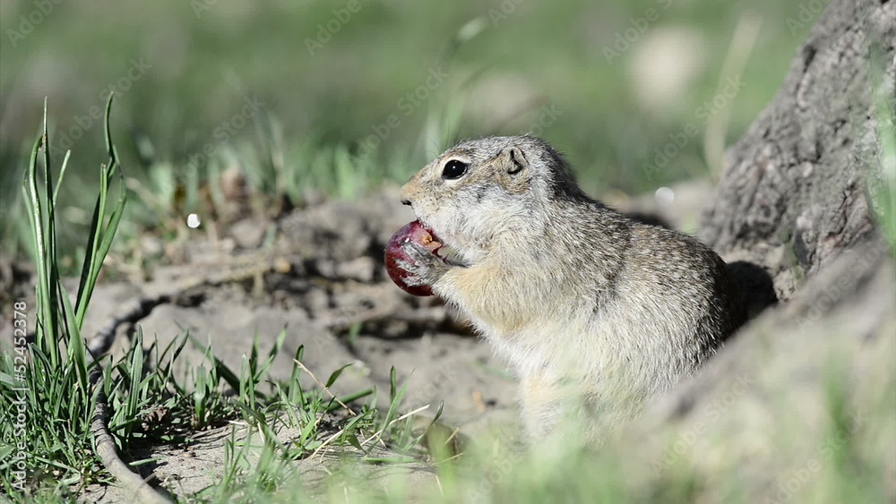 Gopher eats grape Gopher eats grape