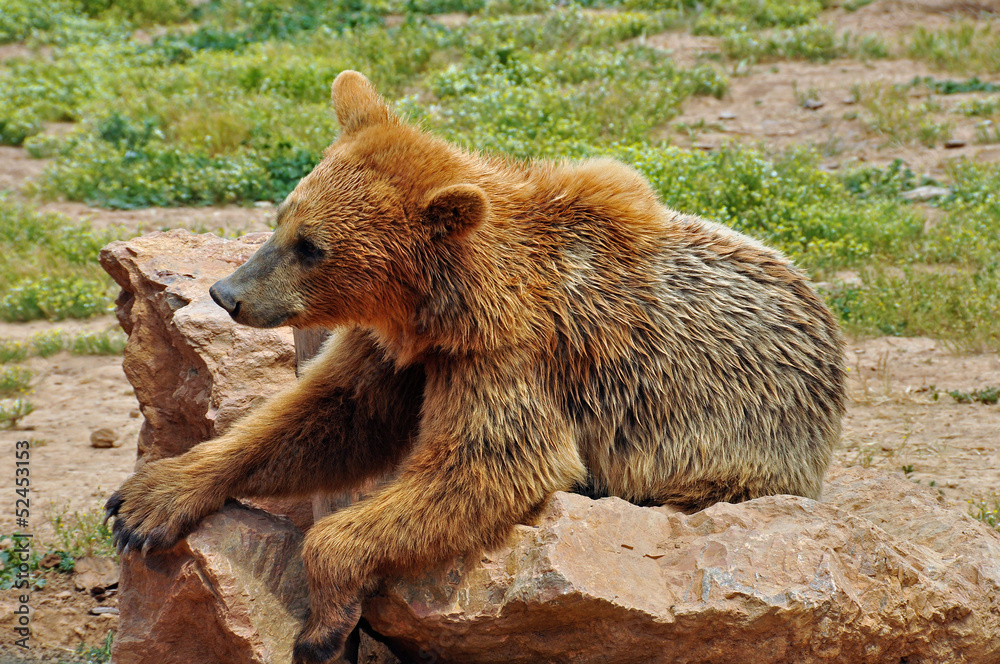 Fototapeta premium brown bear