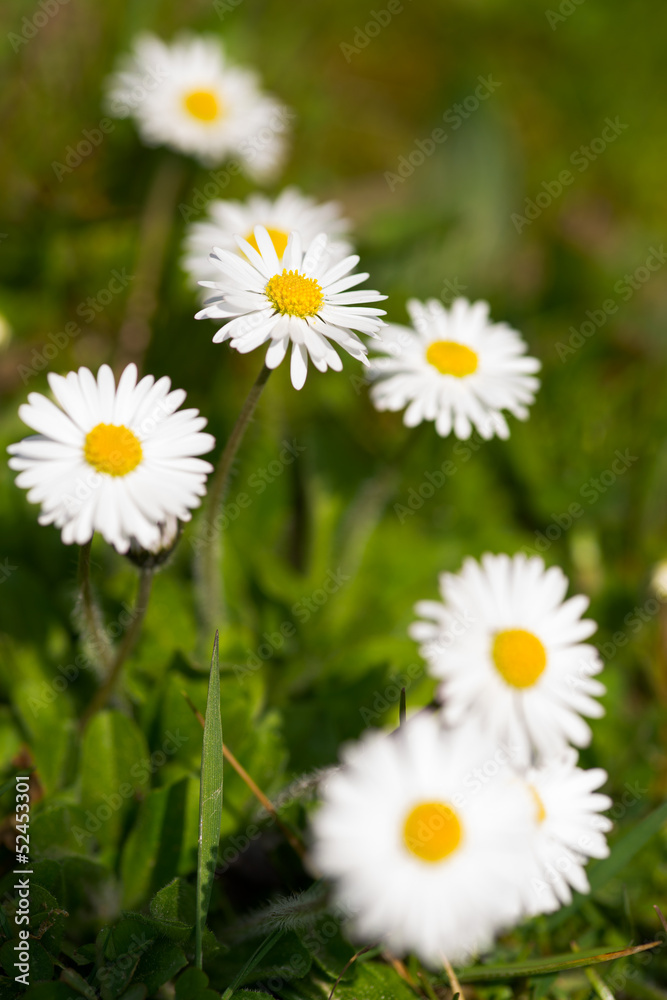 White daisies in a green meadow White daisies in a green meadow