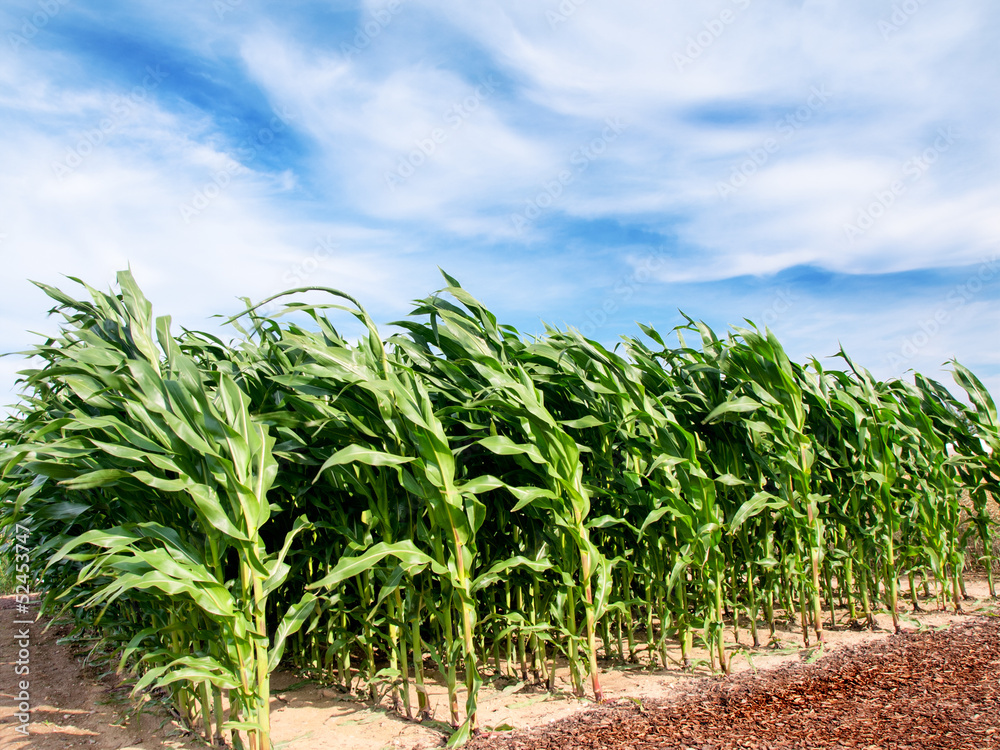 Corn field Corn field