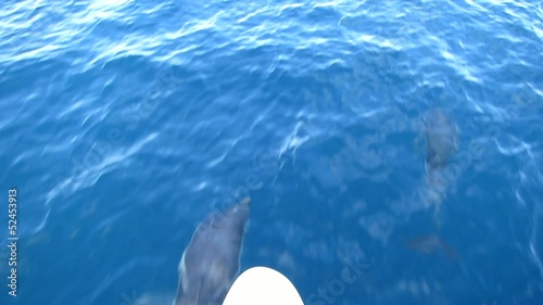Delphine beim Segeln - Video