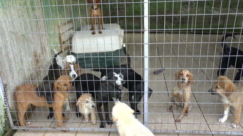 Puppies in a dog pound