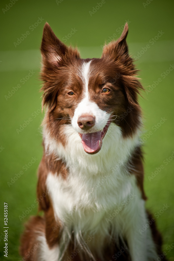 Happy border collie dog