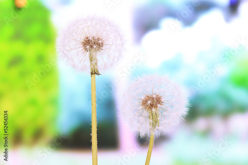 Dandelions on bright background