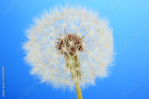 Dandelion with water drops on blue background