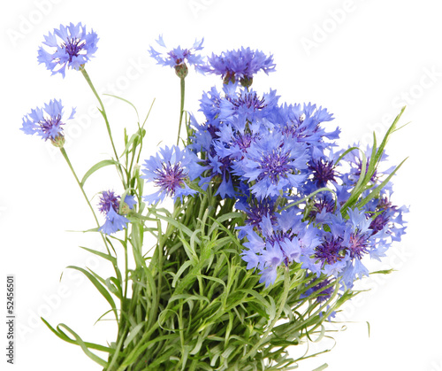 Beautiful bouquet of cornflowers  isolated on white