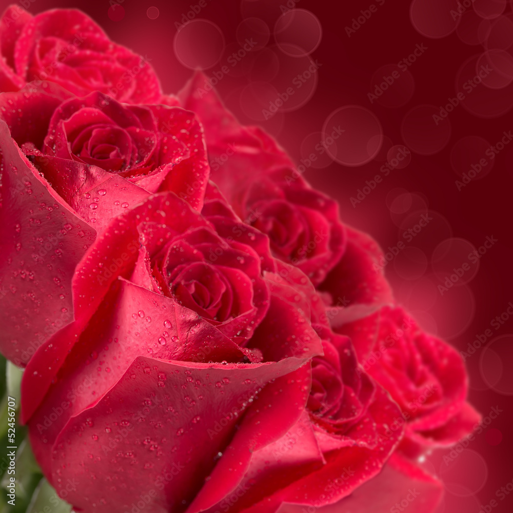 Naklejka premium Blooming red roses
