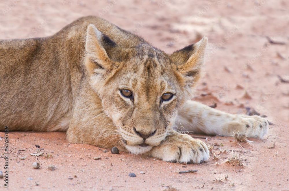 Fototapeta premium Lion cub lay on brown sand