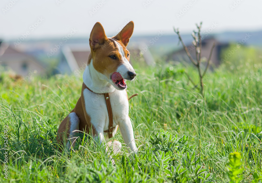 Meet Basenji - most tidy dog that loves to lick itself.
