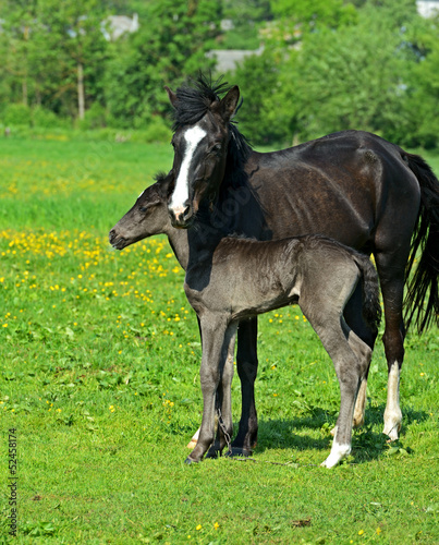 Horse © kyslynskyy