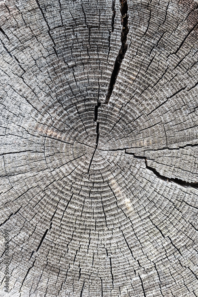 Fototapeta premium the old saw cut logs with tree-ring