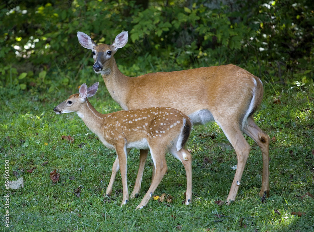 Morning stroll with a doe whitetail deer and her fawn still with white spots Morning stroll with a doe whitetail deer and her fawn still with white spots