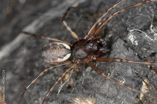 Hunting spider on wood, macro photo