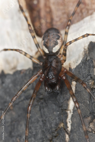 Hunting spider on wood, macro photo