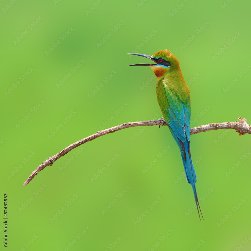 Obraz premium Bee eater Bird