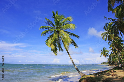 Leaning palm tree at Las Terrenas beach, Samana peninsula © donyanedomam