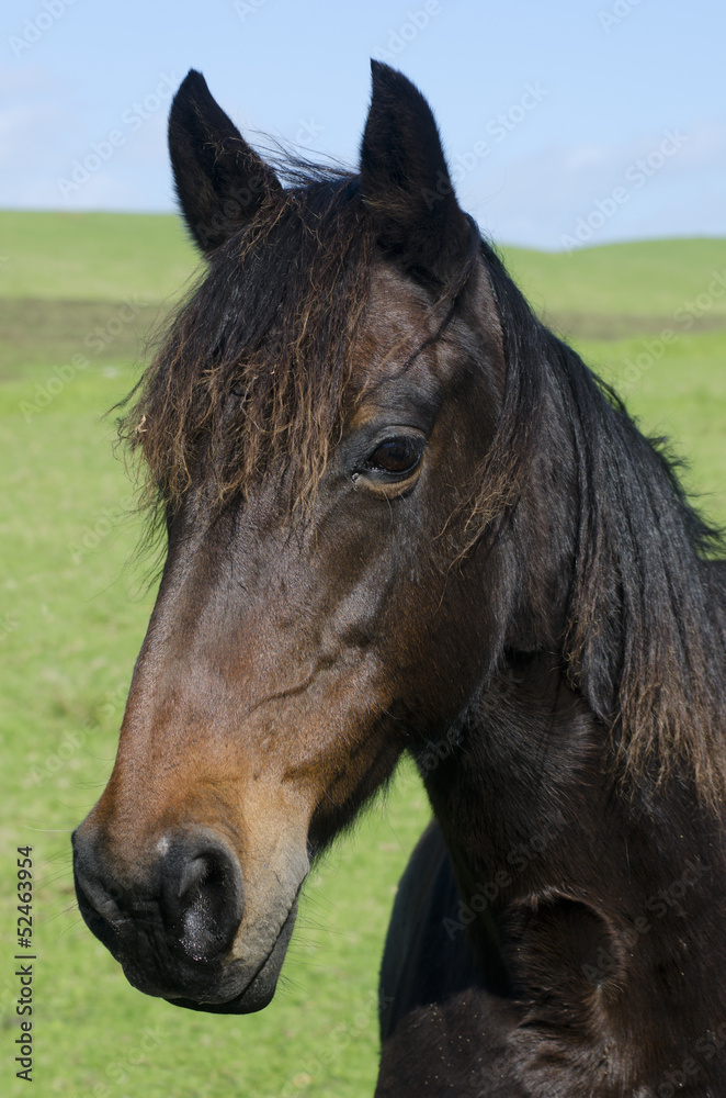 Fototapeta premium Horse farm