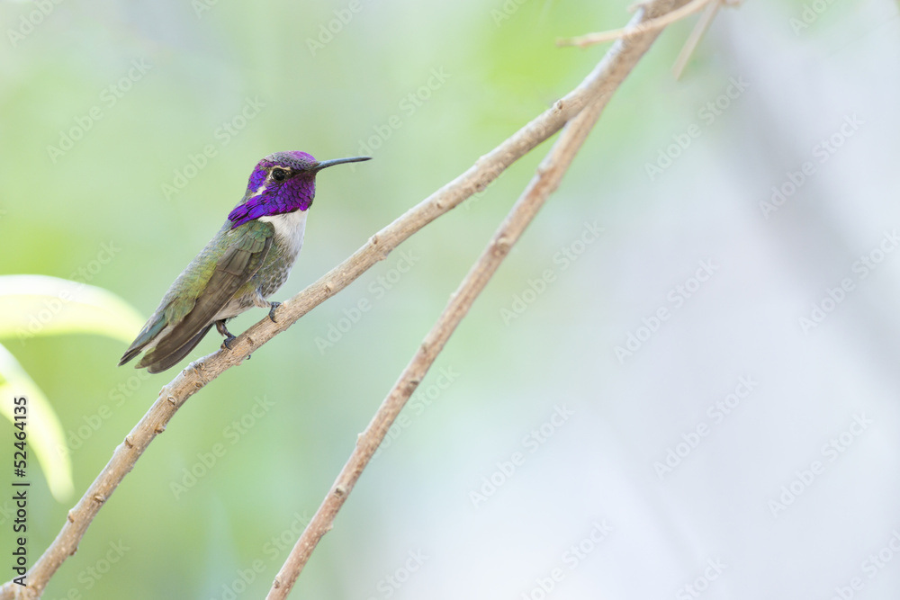 Fototapeta premium Hummingbird