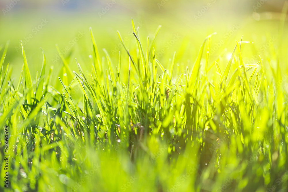green summer grass and sun green summer grass and sun